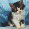 cat2.gif