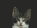 catmorph.gif